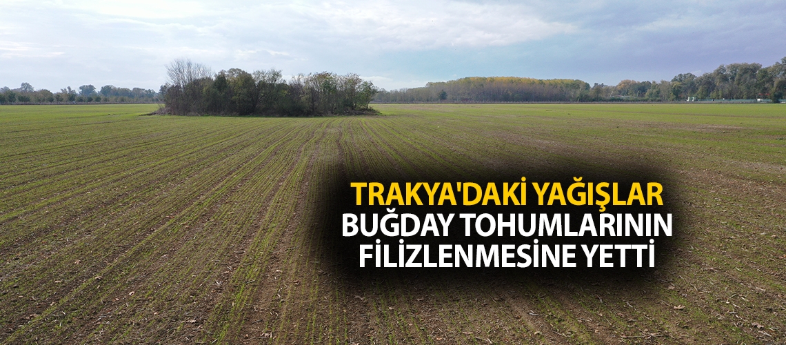 Trakya'daki yağışlar buğday tohumlarının filizlenmesine yetti