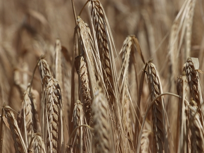 Uşaklı çiftçilere sertifikalı buğday tohumu desteği