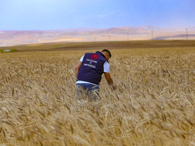 Van'da buğday ve arpada yüksek rekolte bekleniyor