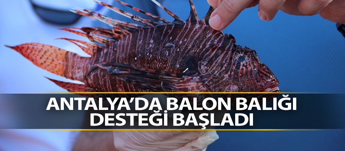 Antalya’da balon balığı desteği başladı