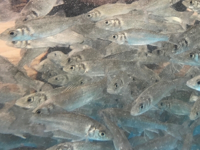 İzmit Körfezi'nde balık nüfusu artıyor