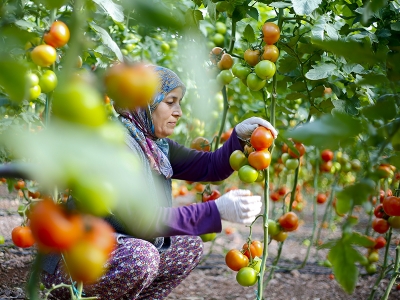 Antalya dünyaya domates göndermeye devam ediyor