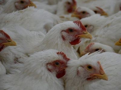 Diyarbakır’da organik tavuk dönemi