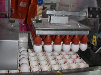 Küçük çaplı tavuk çiftliklerine denetleme önerisi