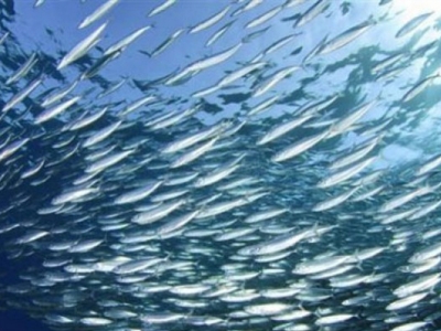 Samsun’dan her çeşit balık ihraç ediliyor