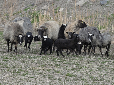 Ünlü Romanov koyunları Kayseri’de