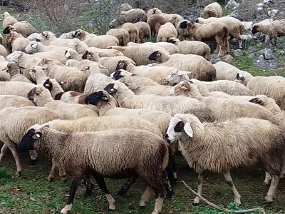 300 koyun projesi sevindirdi