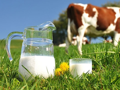 İnek sütü miktarında artış