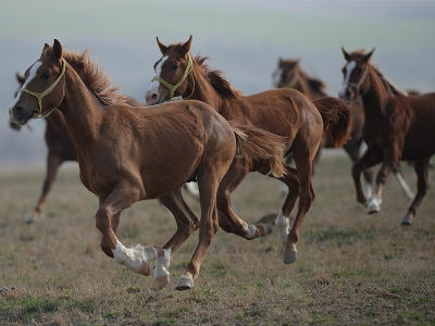 Şampiyon safkan Arap atları Sultansuyu’nda yetişiyor