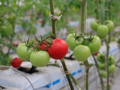 Çöp enerjisiyle domates yetiştiriyorlar