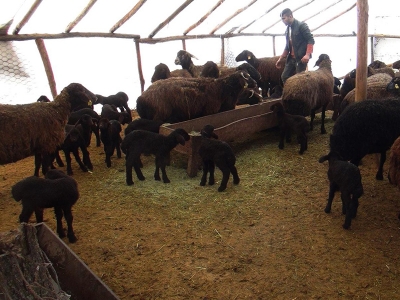Bingöl'de koyunlar kuzulamaya başladı