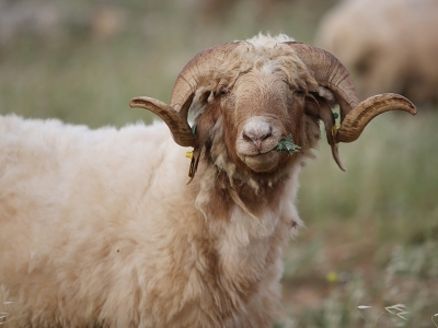Şanlıurfa’da ivesi koyunların verimi ıslahla artıyor