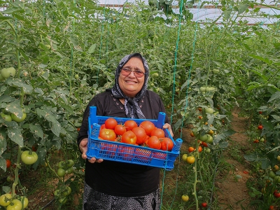 Fatma teyze domateslerini dünyaya ihraç ediyor