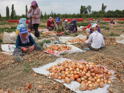 Suluova'da soğan hasadına başlandı