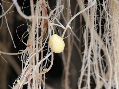 Milli patateste topraksız tarım bereketi