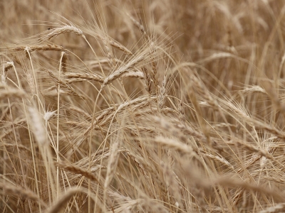 TMO'dan buğday stokları açıklaması