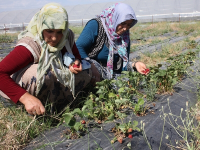 Kadın çiftçileri teşvik için çilek üretiyorlar