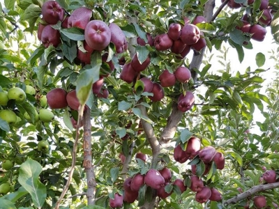 Isparta Eğirdir’de elma hasadı başladı