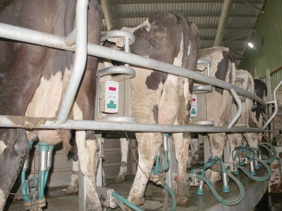 Afyonkarahisar’da Avrupa standartlarında süt üretiliyor
