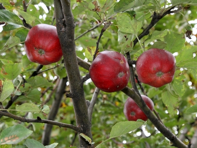 Ardahan “kırmızı elma” için coğrafi işaret belgesi bekliyor