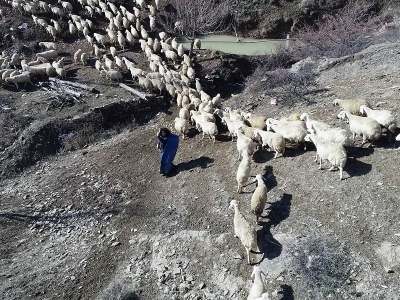 Üniversite öğrencisi genç 300 koyuna çobanlık yapıyor