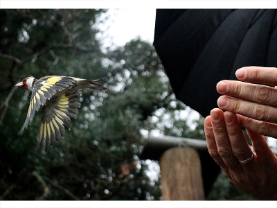 Satışı yasak olan yabani kuşlar özgürlüklerine kavuştu