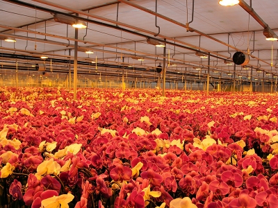 Hollanda'ya rakip tesiste yılda 1 milyon 725 bin yerli orkide üretiliyor