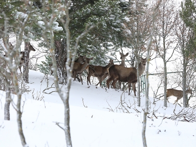 Türkiye'nin ilk fauna tanıtım alanında kış güzelliği
