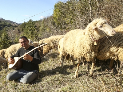 Koyunların müzik keyfi