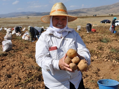 Gümüşhane’de patates hasadı tarla günü düzenlendi