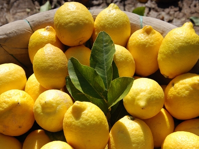 Mersin’de limon hasadı bu yıl gecikti