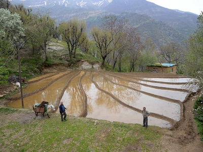 Bitlis’in bir asırlık doğal pirinci