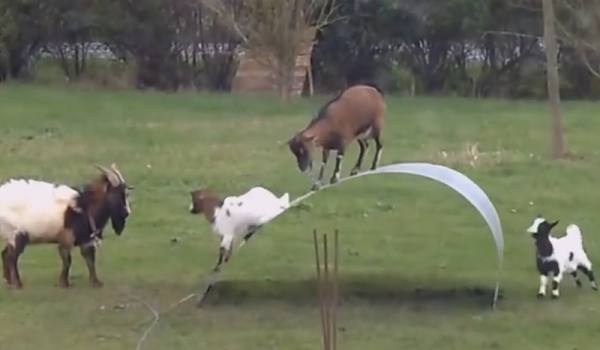 Oyun oynayan keçiler