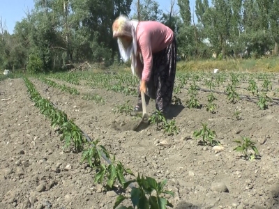 Kadın çiftçi, tarım desteğiyle örnek oluyor