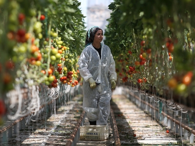 Türk domatesi ihracatta rekora koşuyor