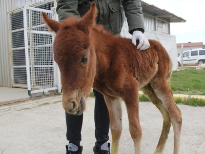 Bebek yılkı atı yavrusuna özel bakım