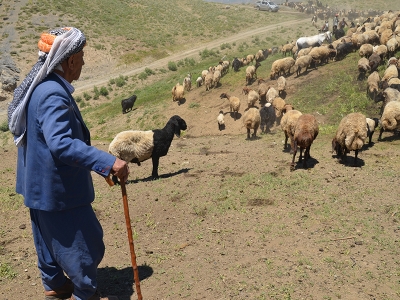 Faraşin yaylası 250 bin koyuna ev sahipliği yapıyor