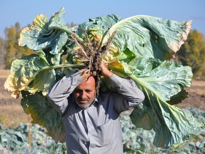 Yozgat'ta dev lahana hasadı