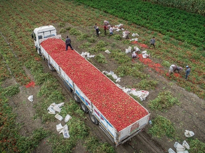 Karacabey domatesinde hasat beklentisi: 1,3 milyon ton