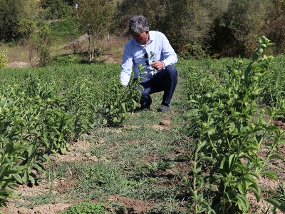 Stevia bitkisi yeni gelir kapısı olacak