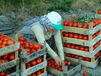 Ankara’da tarıma TKDK desteği