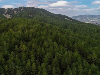 Akdeniz Ormanları Projesi dünyada ilk 5'te