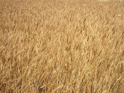 Zeron buğdayında bereketli hasat