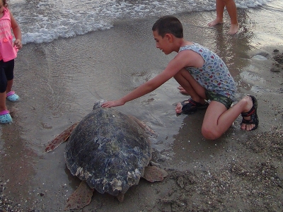 Deniz kaplumbağalarının göç yolları keşfedileck