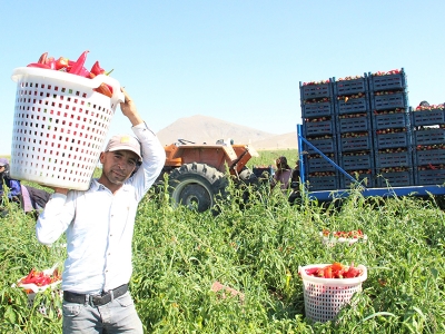 Karamanlı çiftçiden 15 şehre salçalık biber satışı