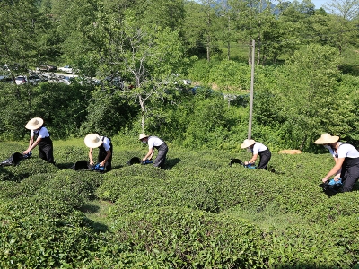 Çay üreticisine makine desteği