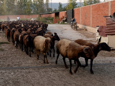 Genç Çiftçi Projesi sayesinde 300 koyunluk sürü sahibi oldu