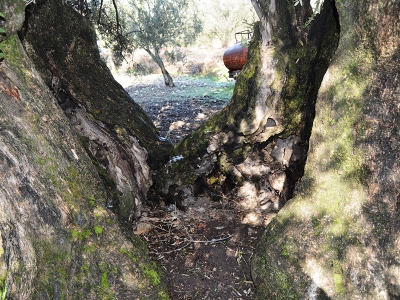 Soma, anıt ağaçlarıyla zeytincilikte atağa geçiyor