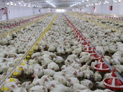 Çine kanatlı eti ihracatı tavuk ayağı ile başladı