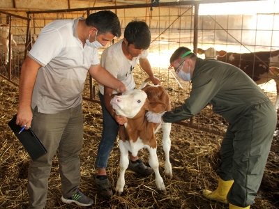Hayvancılık sektörü aşı kampanyasıyla korunuyor